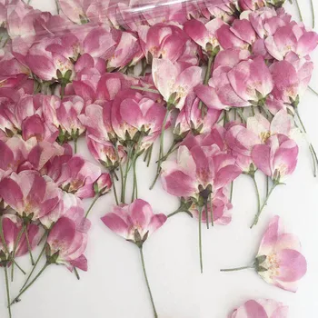 30шт Боковые прессованные цветочные бутоны Malus Spectabilis, гербарий растений для ювелирных изделий, открытка, пригласительный билет, чехол для телефона, художественное изготовление